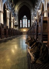 View of a cat by building