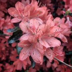 Close-up of pink flower