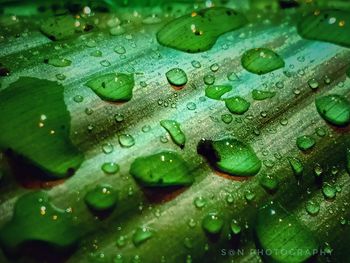 Full frame shot of raindrops on leaves