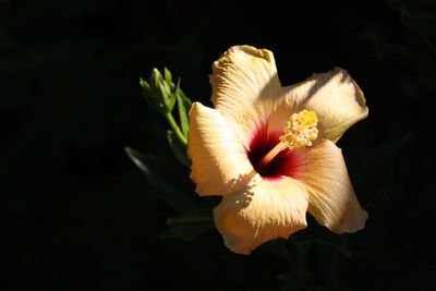 Close-up of yellow flower against black background