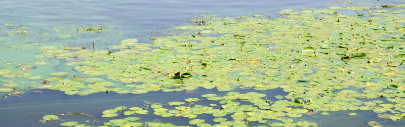 High angle view of water lily in lake