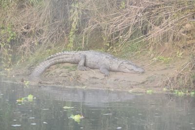 View of crocodile in water