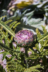 Close-up of artichoke growing in vegetable garden