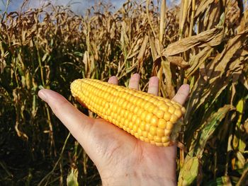 Close-up of hand holding corn on field