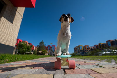 Rear view of woman with dog on street