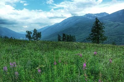 Scenic view of field against sky