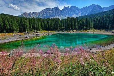 Scenic view of lake in forest against sky