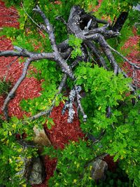 High angle view of plants and trees in forest