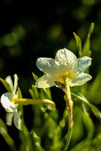 Close-up of wet white flower