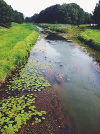 Stream flowing through a forest