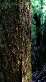 Close-up of tree trunk in forest