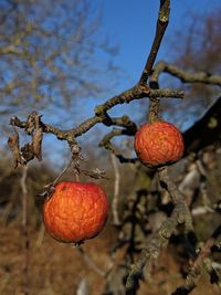 Close-up of berries growing on tree