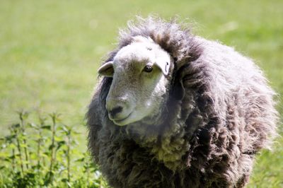 Close-up of an animal