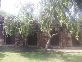 Plants growing on old building by trees on field