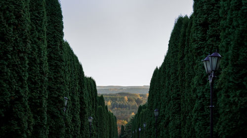 Panoramic view of trees on field against sky