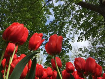 Close-up of red tulips