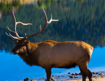 Stag standing by lake