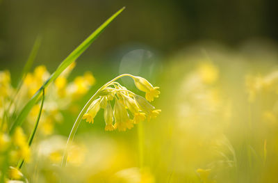 Close-up of flower