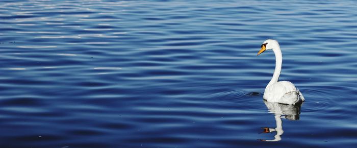 Bird swimming in lake