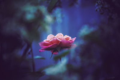 Close-up of pink flowering plant