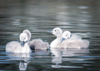 Swans swimming in lake