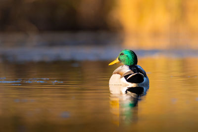 Mallard duck swimming on a lake