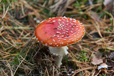 Close-up of fly agaric mushroom on field