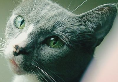 Close-up portrait of a dog