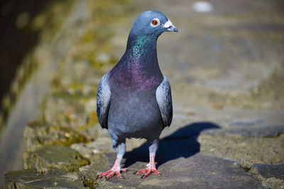 Close-up of pigeon perching on rock