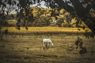 Sheep grazing in a field