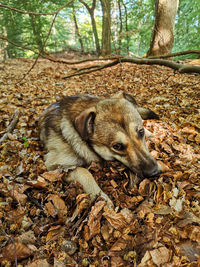 Close-up of dog