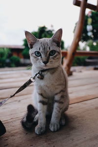 Close-up portrait of a cat looking away