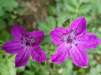 Close-up of pink flowering plant