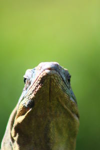 Close-up of lizard