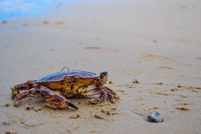 Close-up of crab on shore at beach