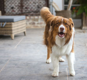 Portrait of dog standing on footpath