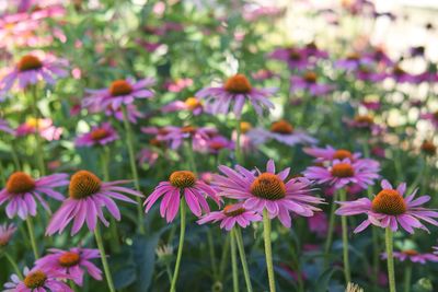 Close-up of pink flowers on field
