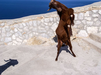 Brown goat rearing up by retaining wall