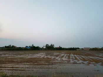 Scenic view of field against clear sky