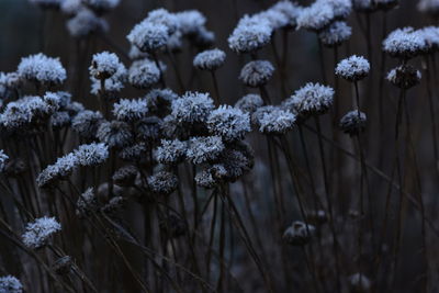 Close-up of white flowering plants on snow covered field