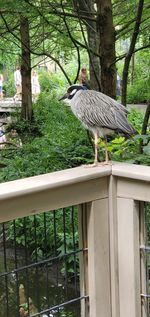 Bird perching on a tree