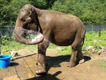 Close-up of elephant standing on field