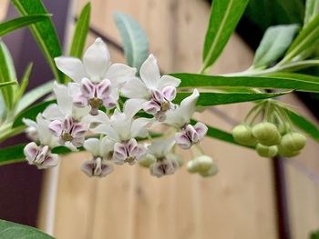 Close-up of white flowering plant