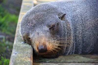 Close-up of seal sleeping