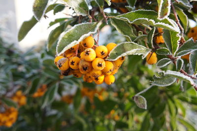 Close-up of orange fruit on tree