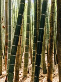 Full frame shot of bamboo trees in forest
