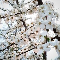 Apple blossoms in spring