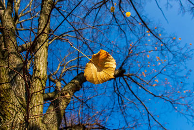 Low angle view of bare tree against blue sky