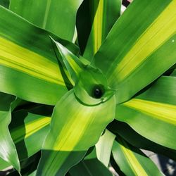 Close-up of plant