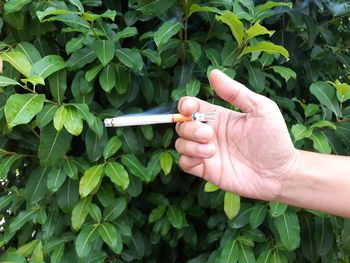 Cropped image of hand holding cigarette against plants